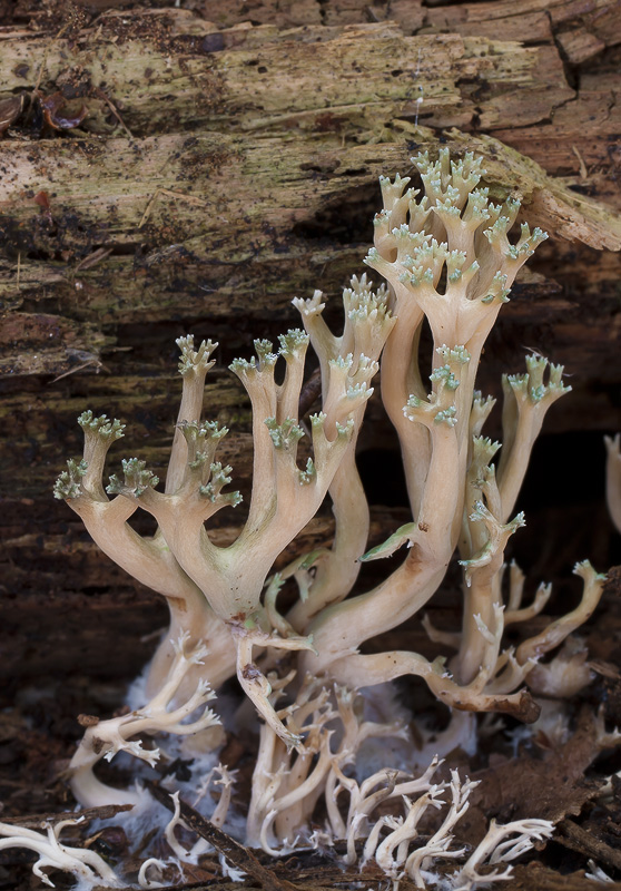 Ramaria apiculata